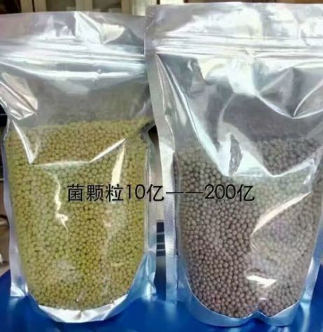 點擊查看詳細信息<br>標題：枯草芽孢桿菌菌劑顆粒 閱讀次數：3737